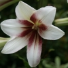 Cardiocrinum giganteum - Abriachan Nurseries